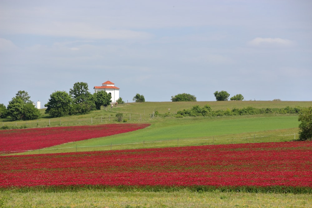 a field of red flowers with a white house in the background