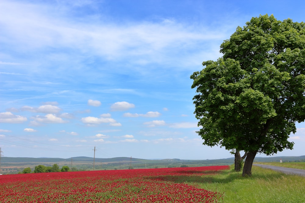 a lone tree in a field of red flowers