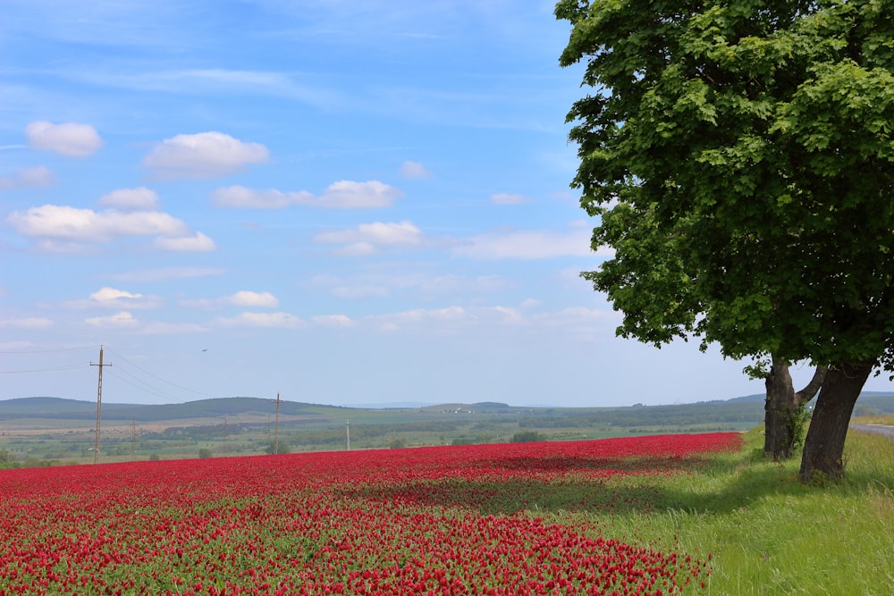 a field of red flowers with a tree in the foreground