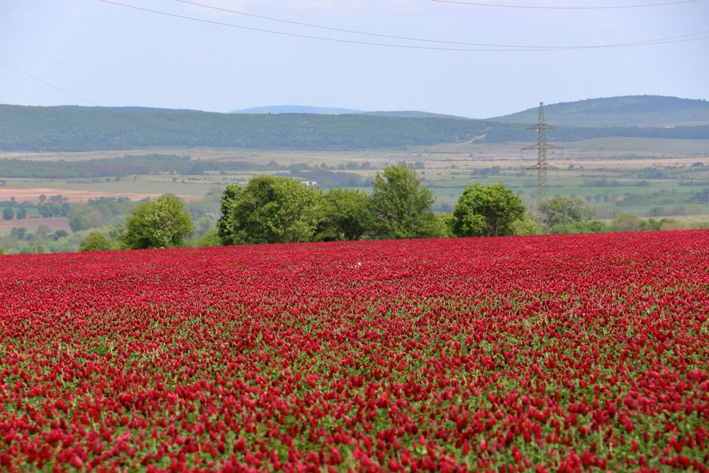 a field of red flowers with hills in the background