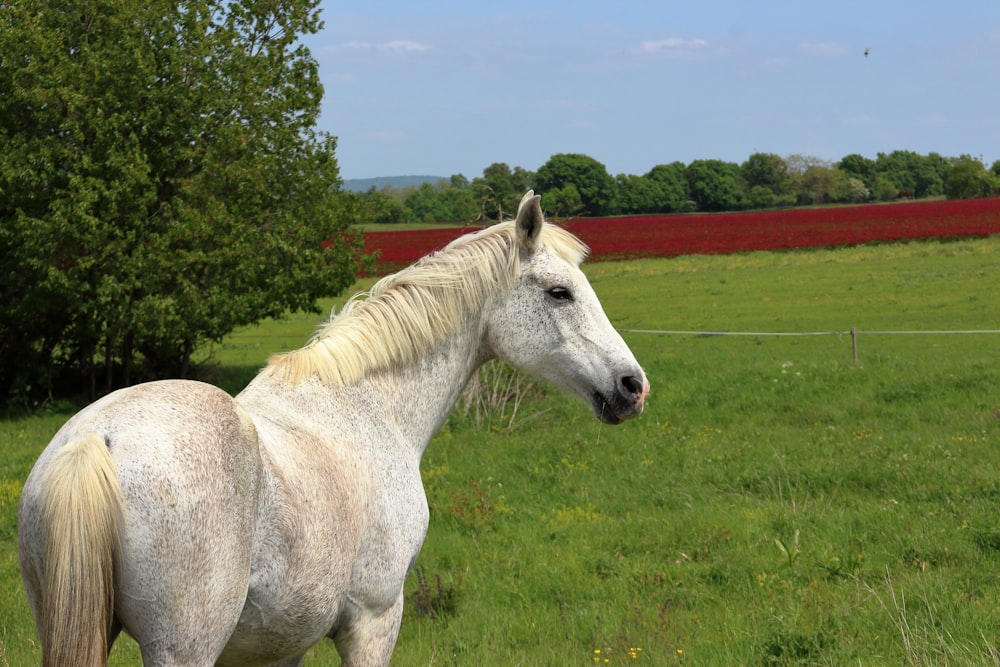 a white horse standing in a green field