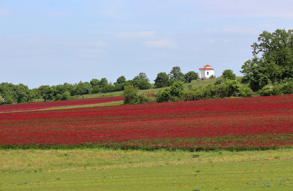 a field of red flowers with a white house in the distance