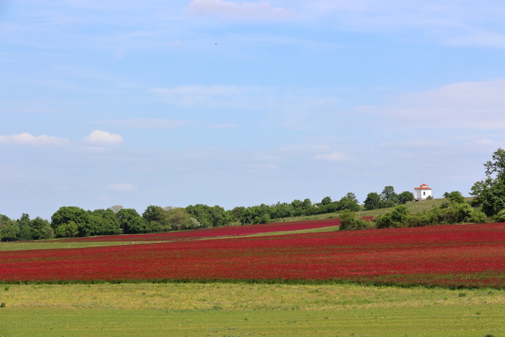 a field of red flowers with a white house in the distance