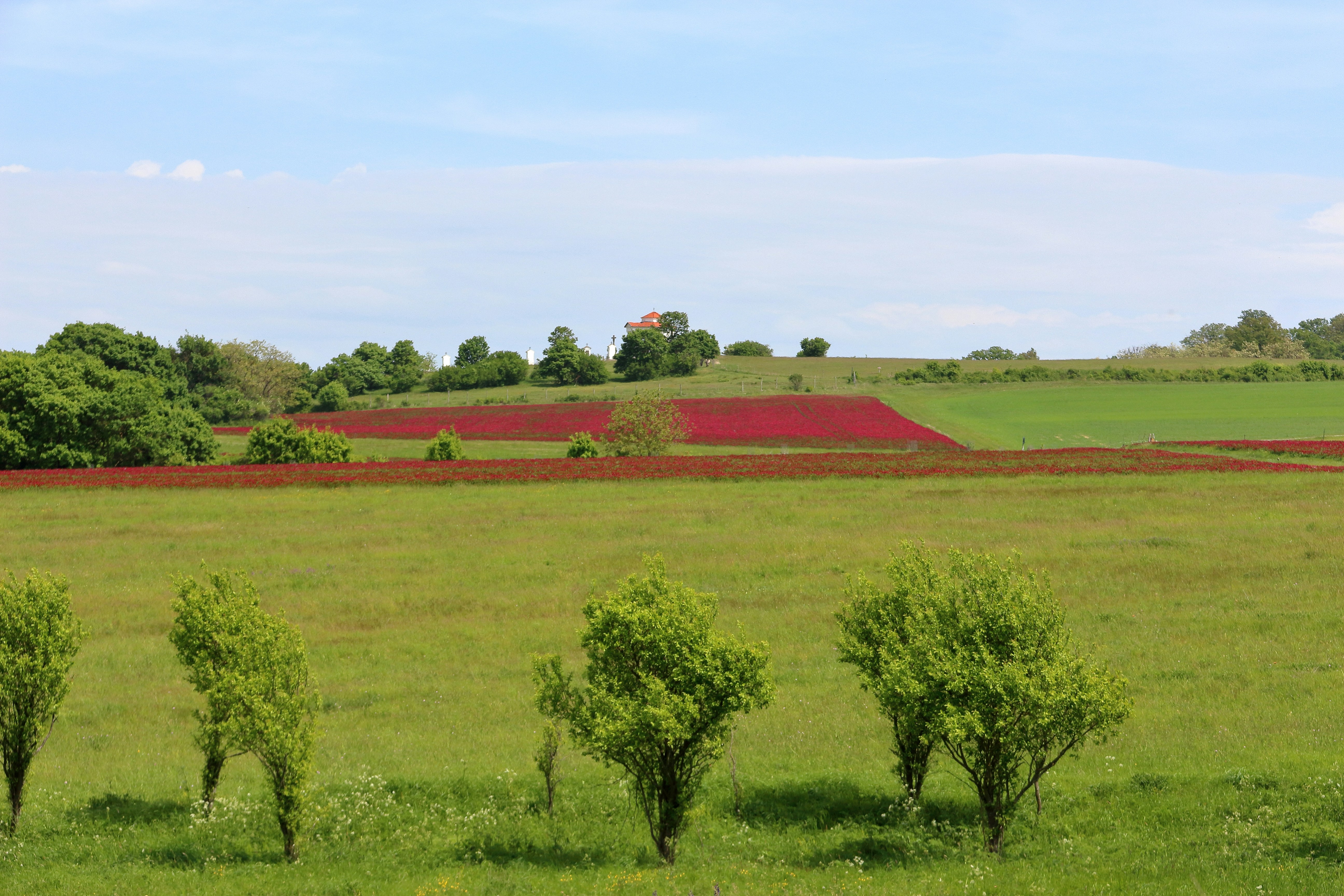 France Warns Farmers Against Christmas Blockades Over Cattle Cull