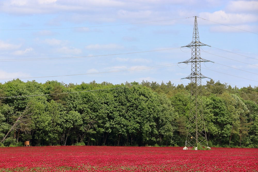 a field of red flowers with power lines in the background