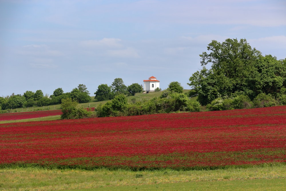 a field of red flowers with a white house in the background