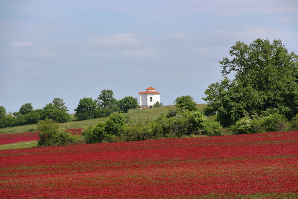 a small white house on top of a hill