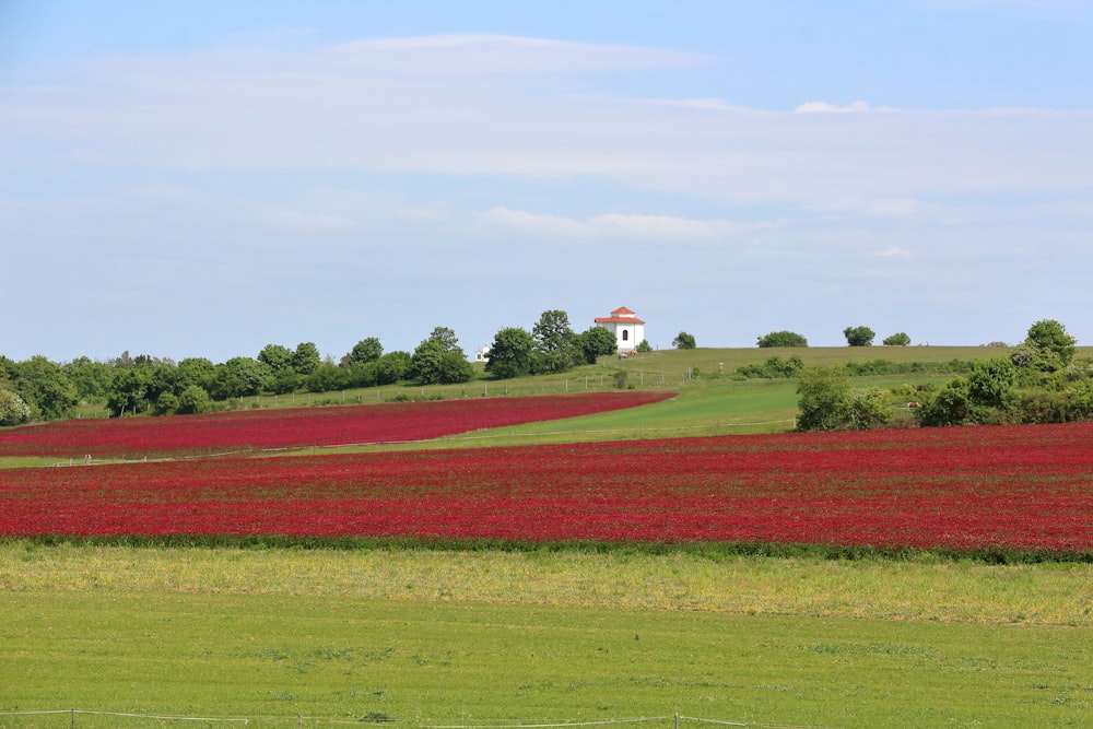 a field of red flowers with a white house in the distance
