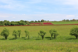 a green field with trees in the middle of it