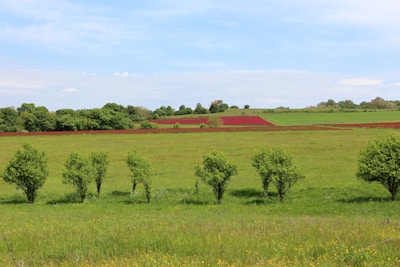 a green field with trees in the middle of it