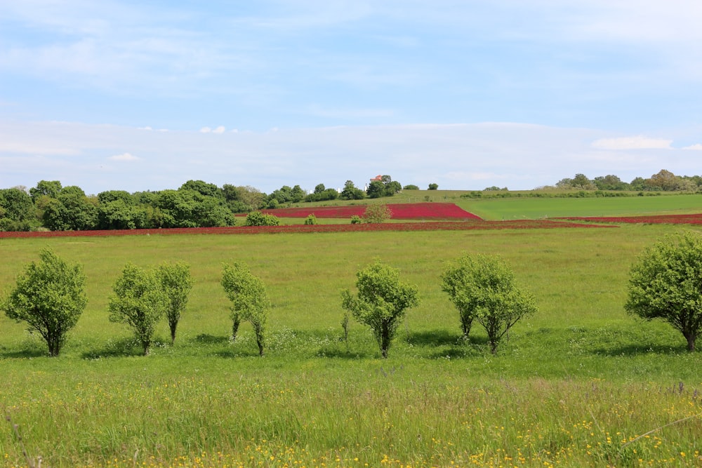 a green field with trees in the middle of it