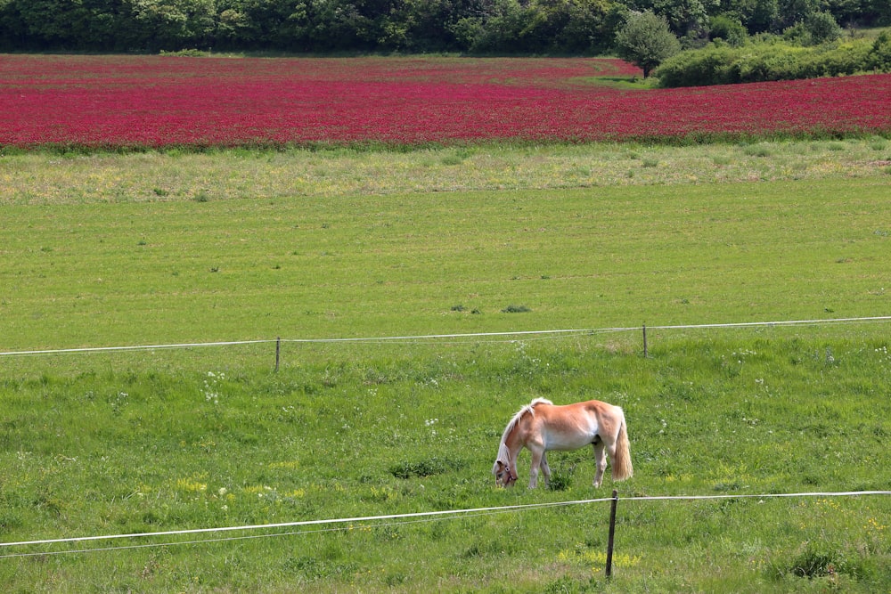 a horse grazes in a field of green grass