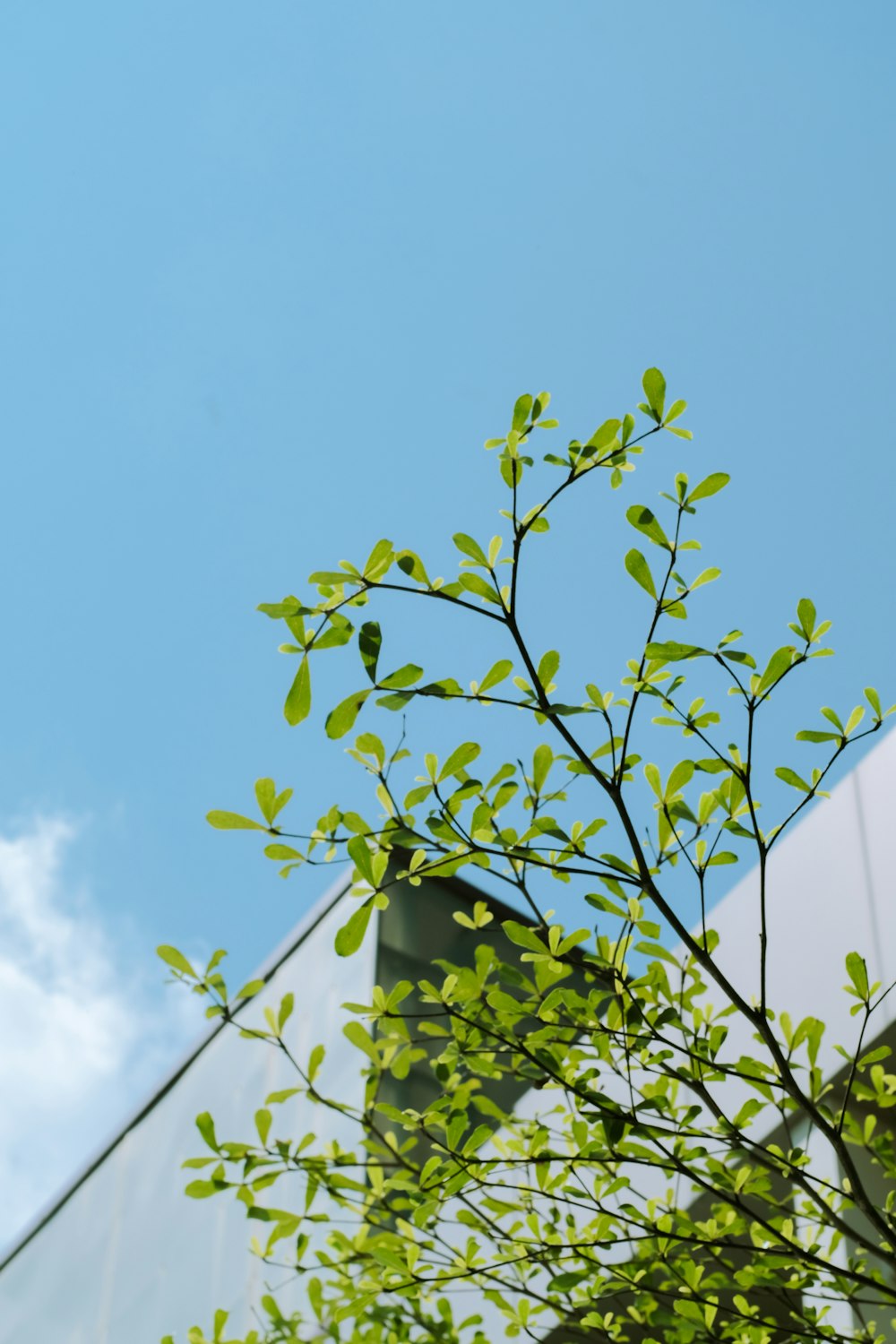 a leafy green tree in front of a building