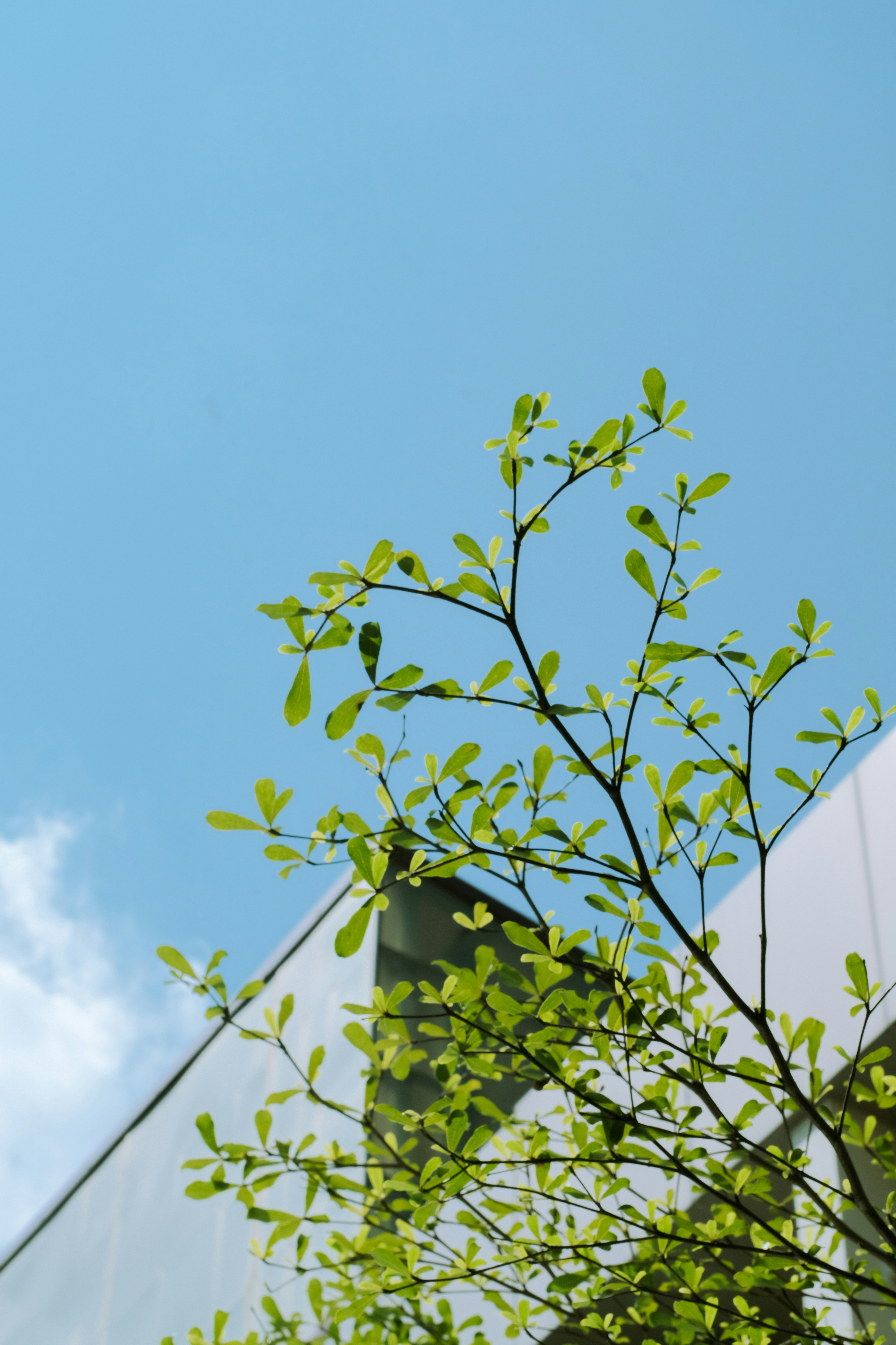 a leafy green tree in front of a building