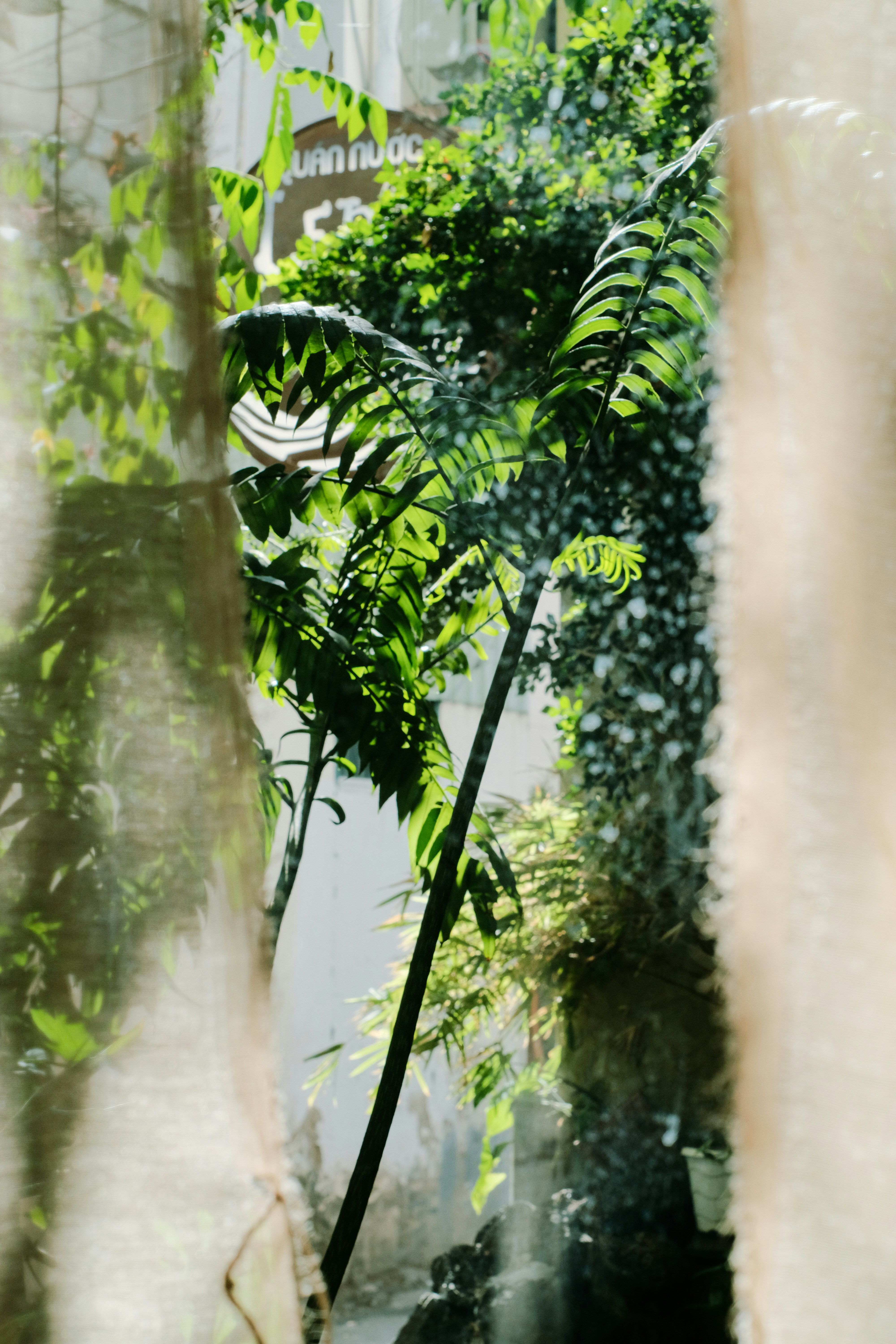 a green plant is seen through a window