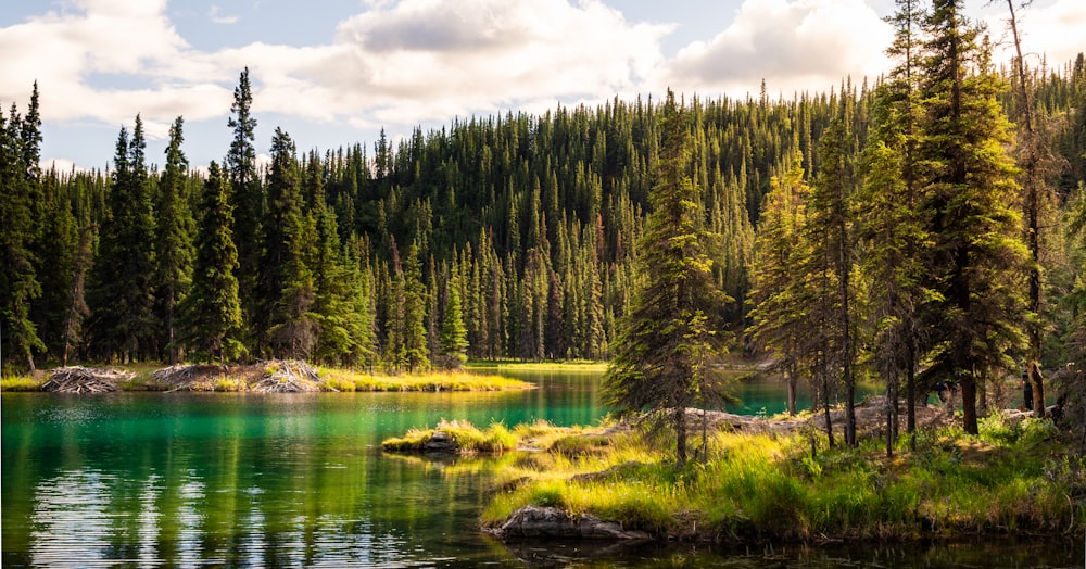 a lake surrounded by a forest filled with lots of trees