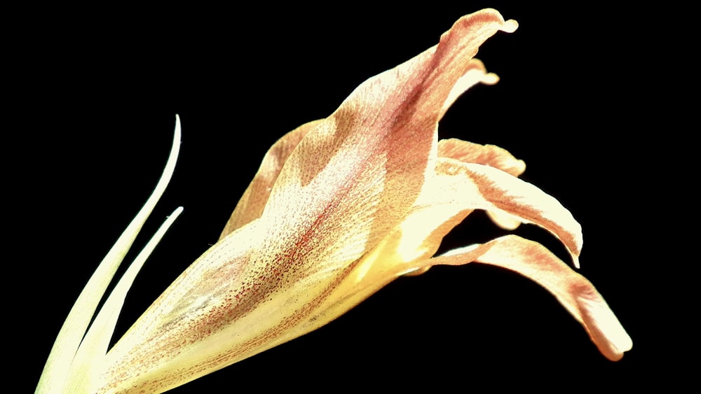 a close up of a flower on a black background