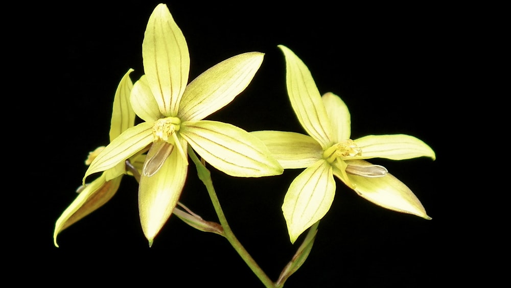 a couple of yellow flowers on a black background