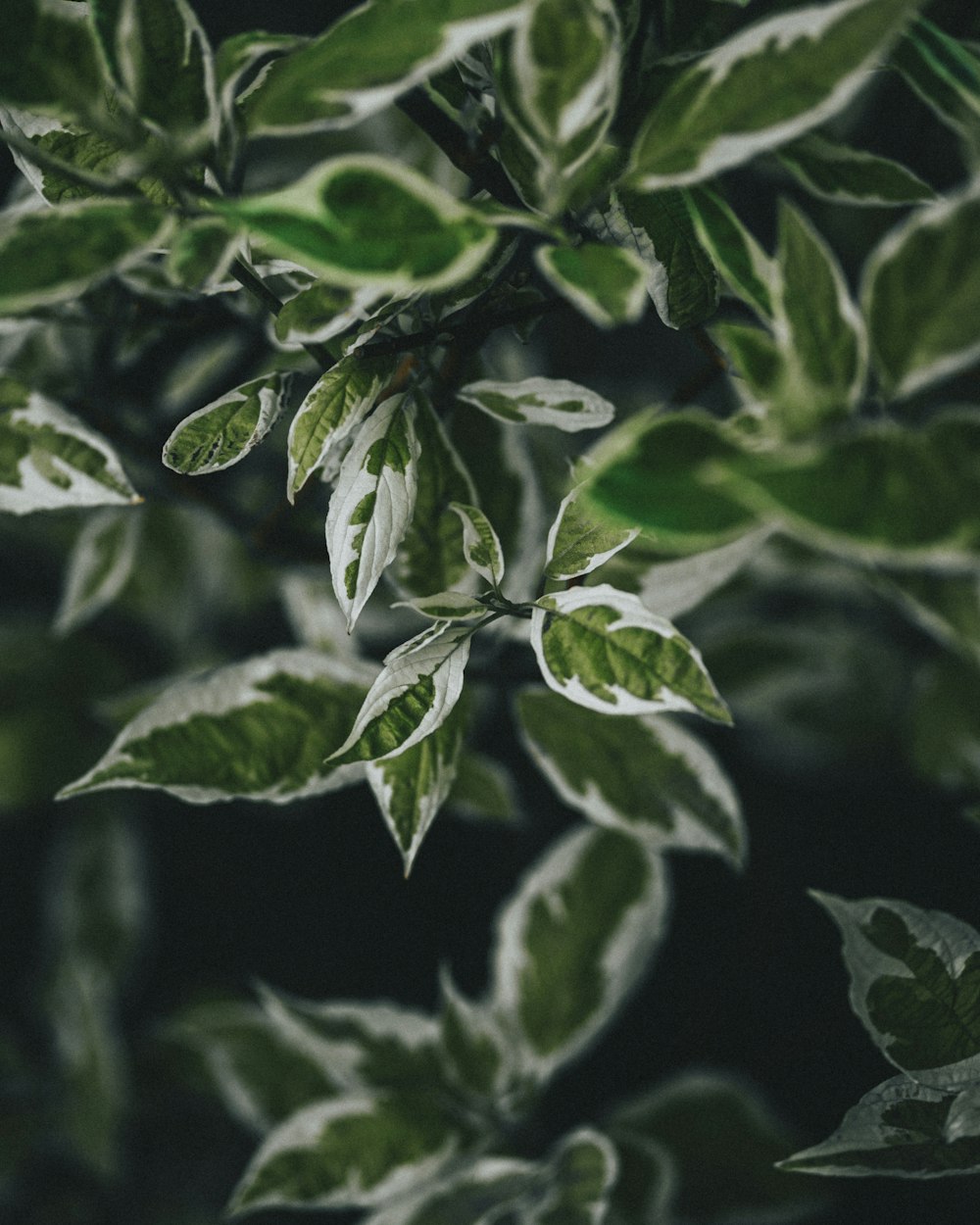 a close up of a plant with green leaves