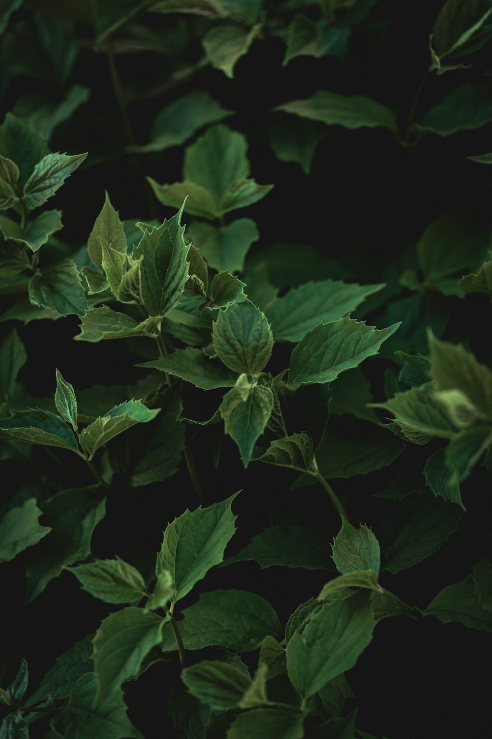 a close up of a plant with green leaves