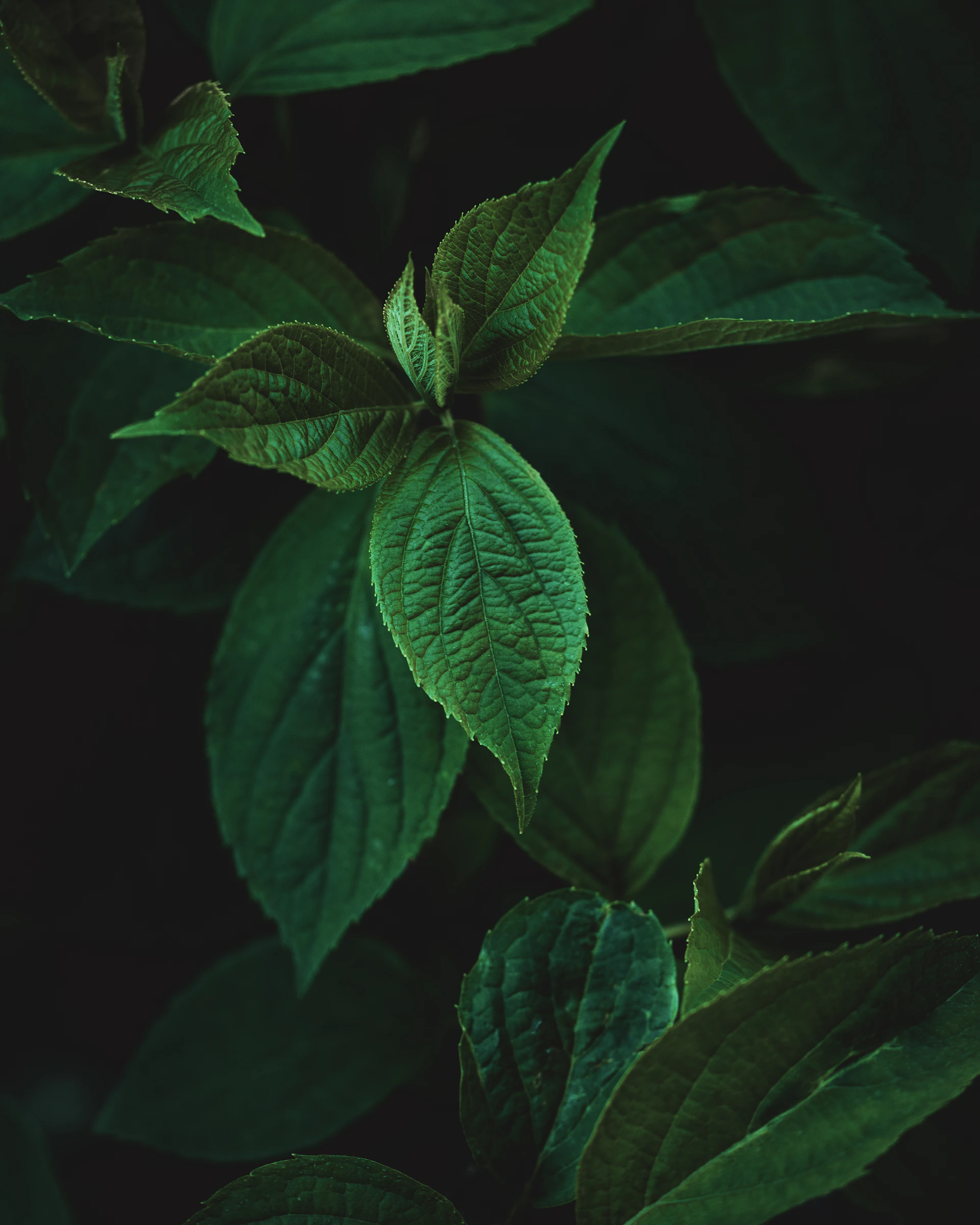 a close up of a green leafy plant