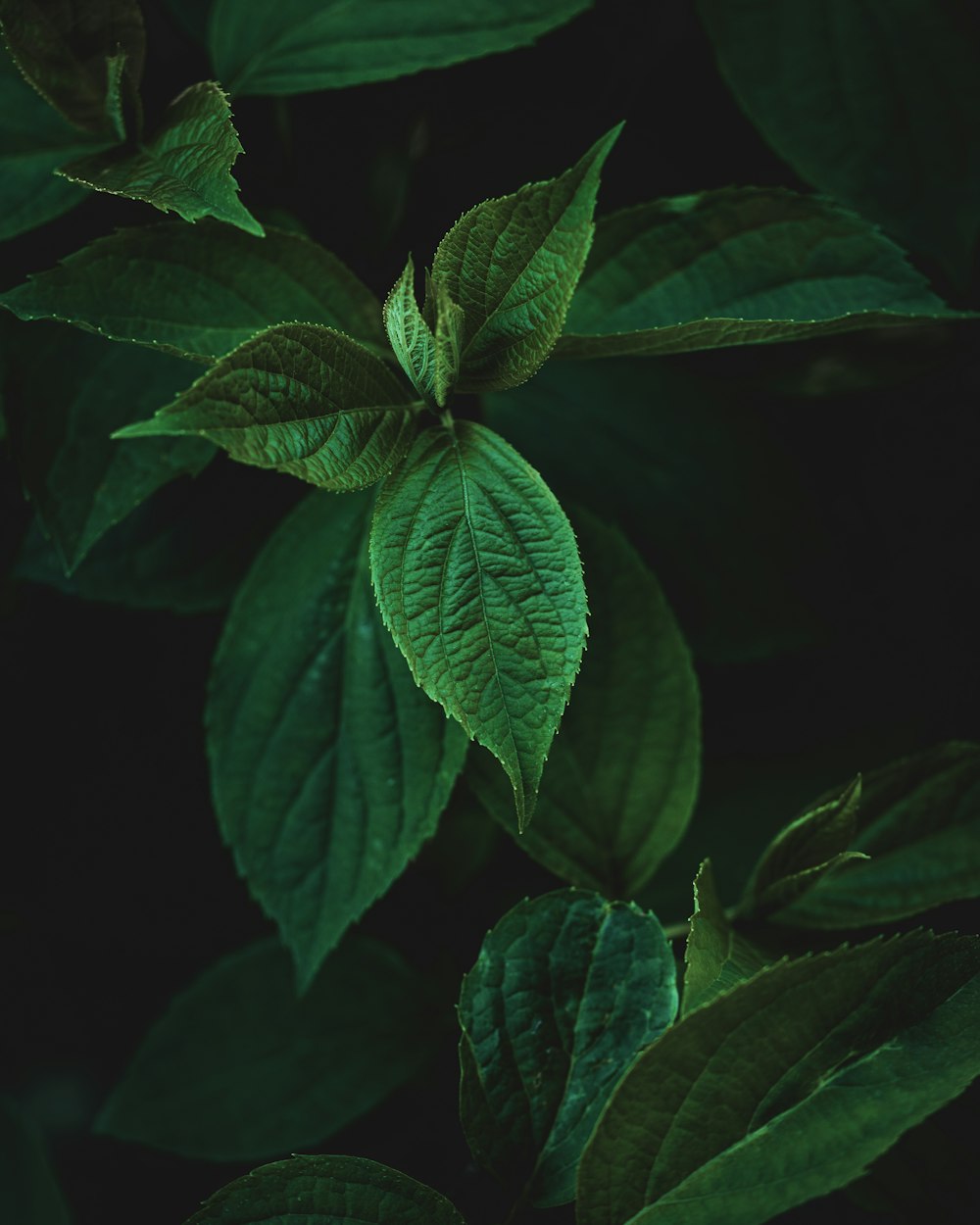 a close up of a green leafy plant