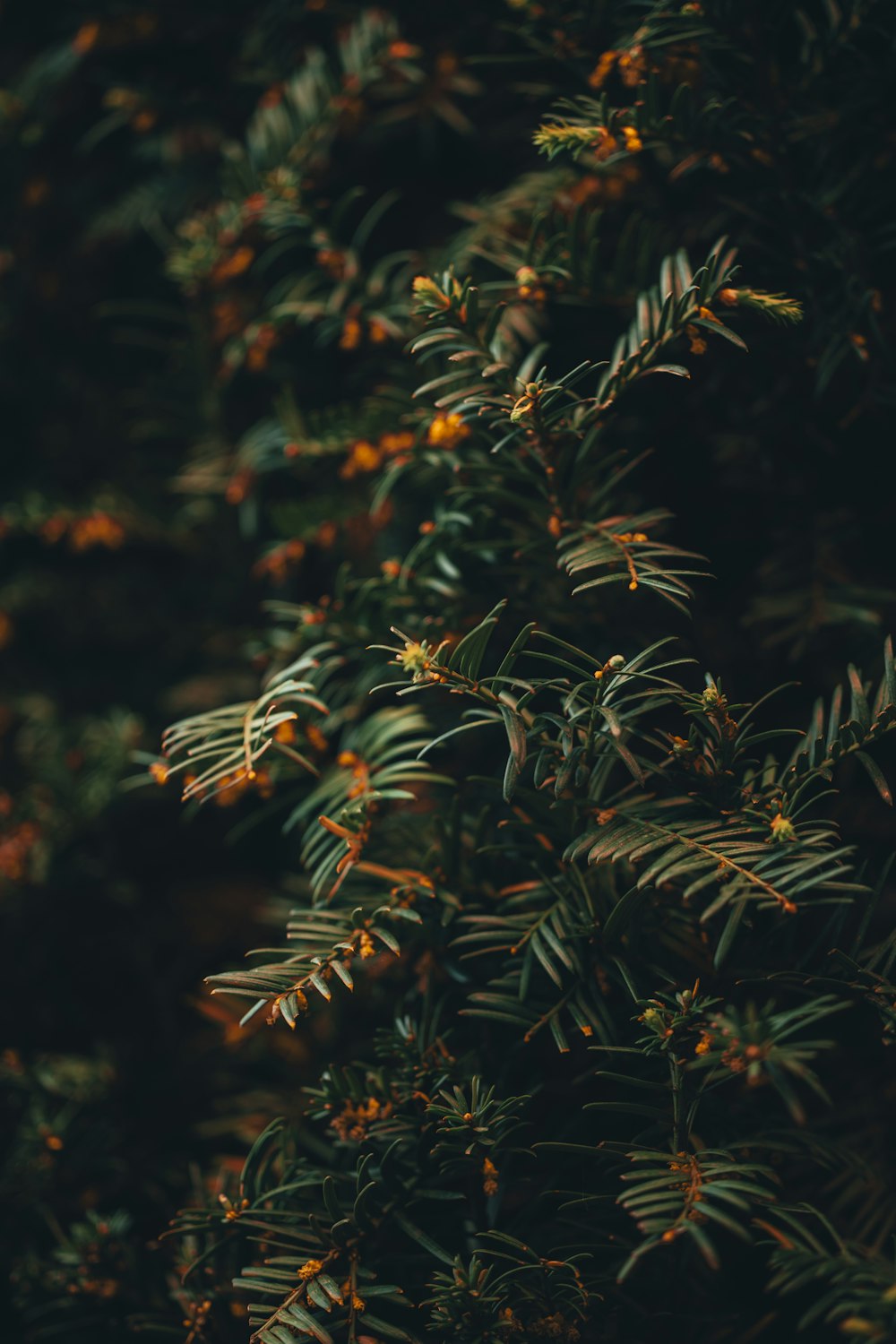 a close up of a pine tree with yellow flowers