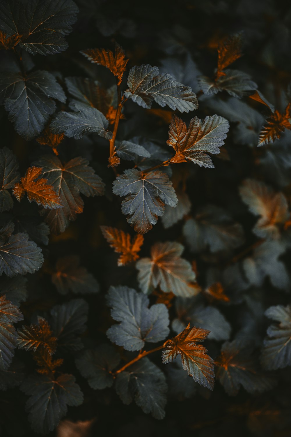 a close up of a bunch of leaves