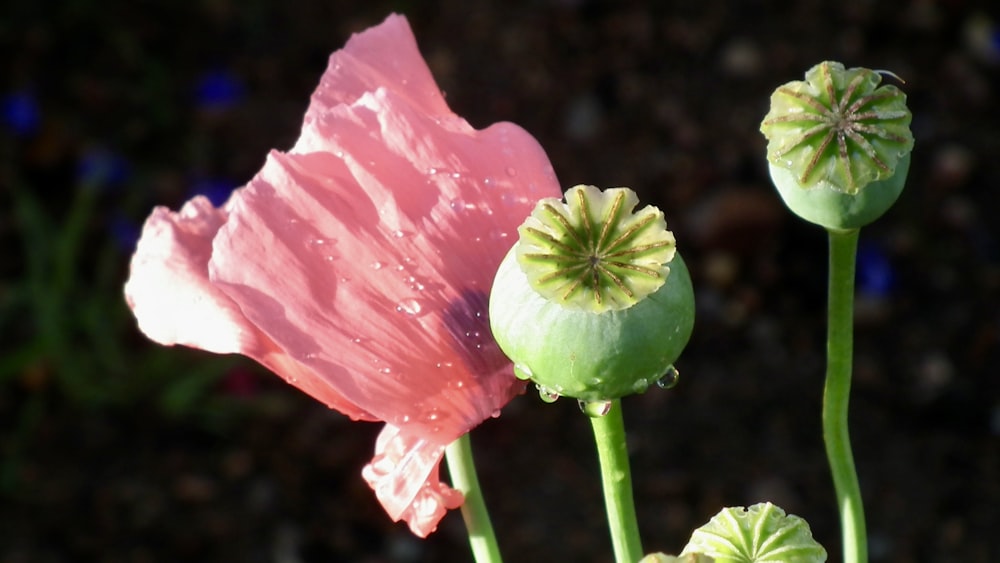 a close up of a flower with water droplets on it