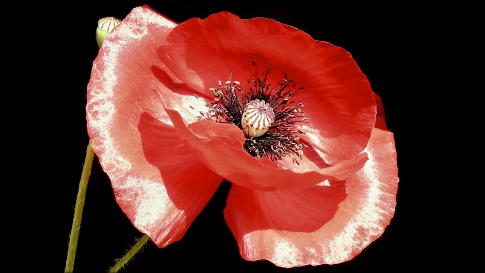 a close up of a red flower on a black background