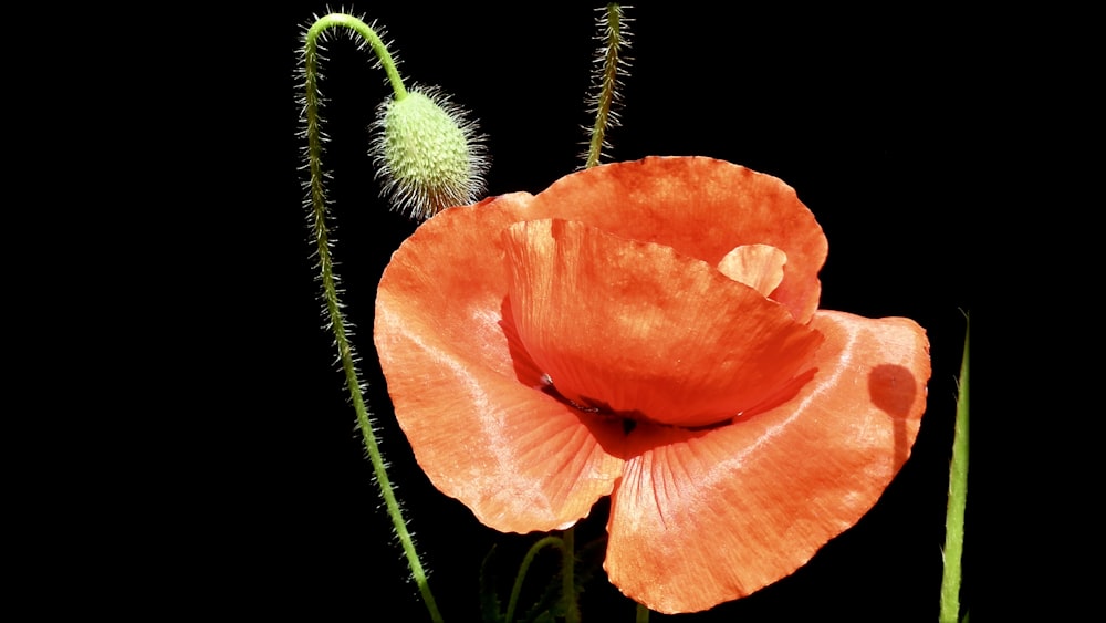 a close up of a flower with a black background