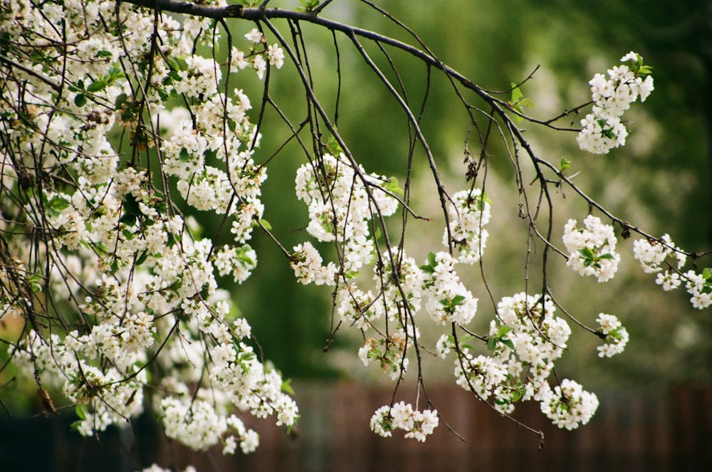 a branch of a tree with white flowers