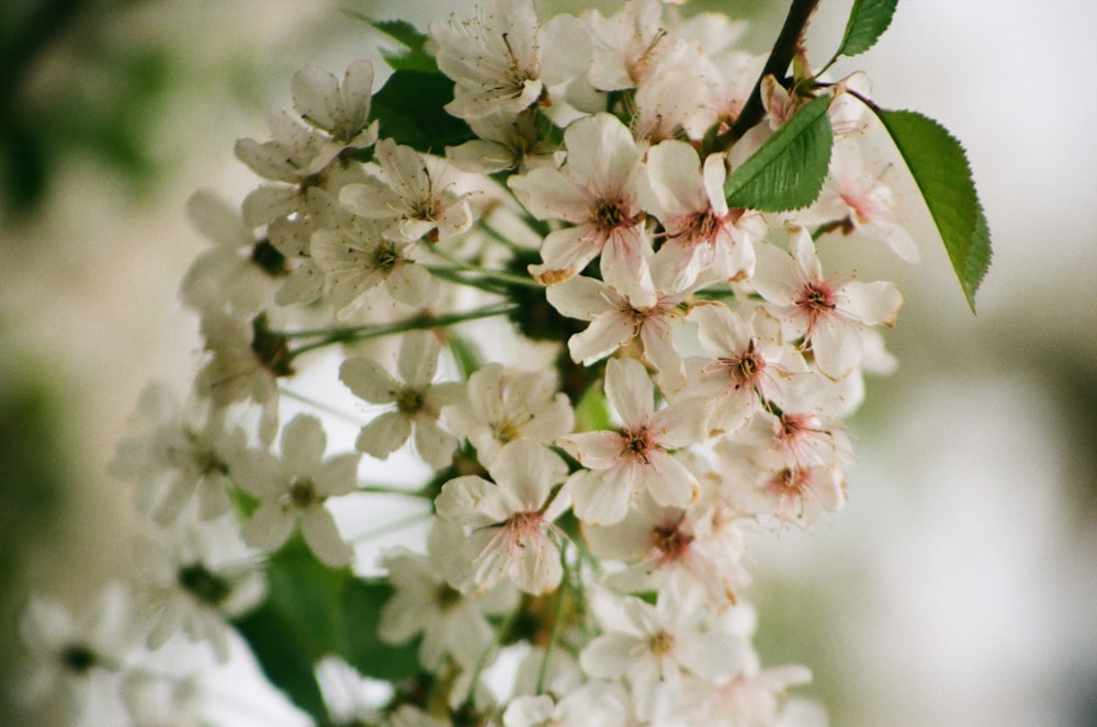 a bunch of white flowers on a tree branch