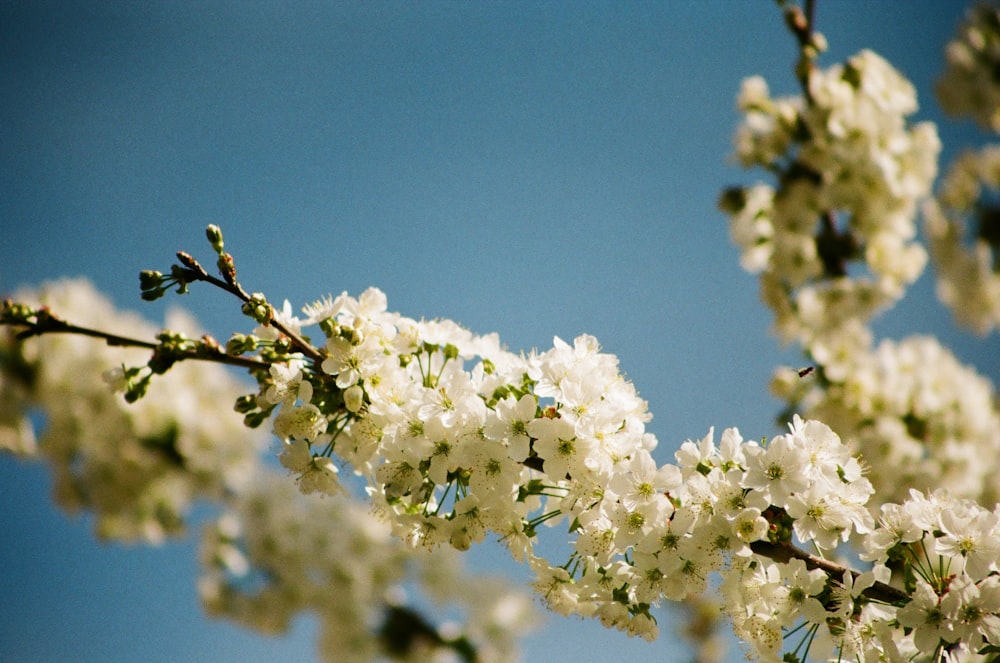 a branch with white flowers against a blue sky