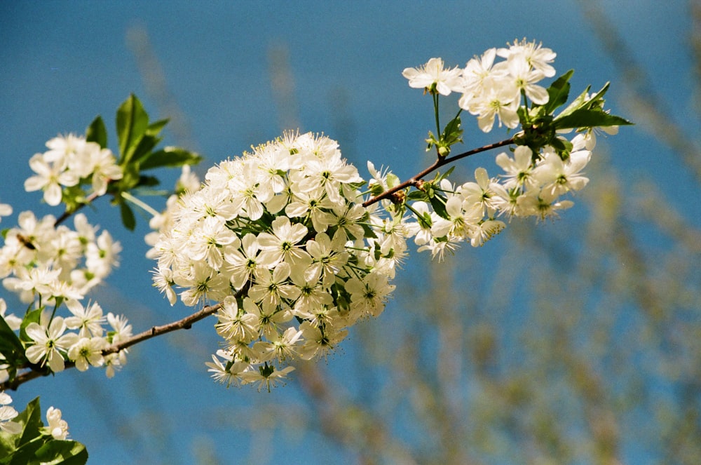 a branch with white flowers against a blue sky