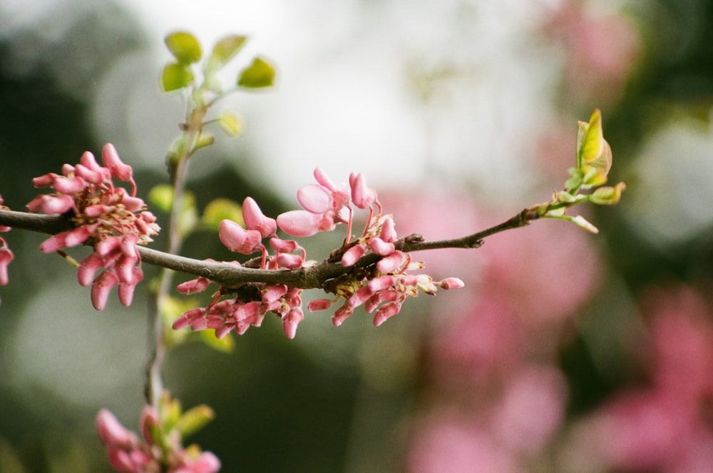 a branch of a tree with pink flowers