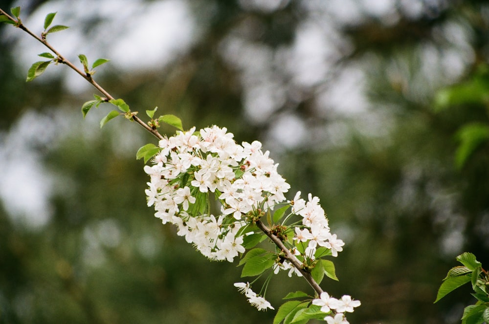 a branch of a tree with white flowers