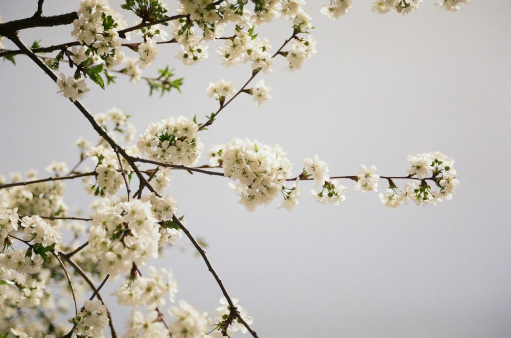 a branch with white flowers against a gray sky