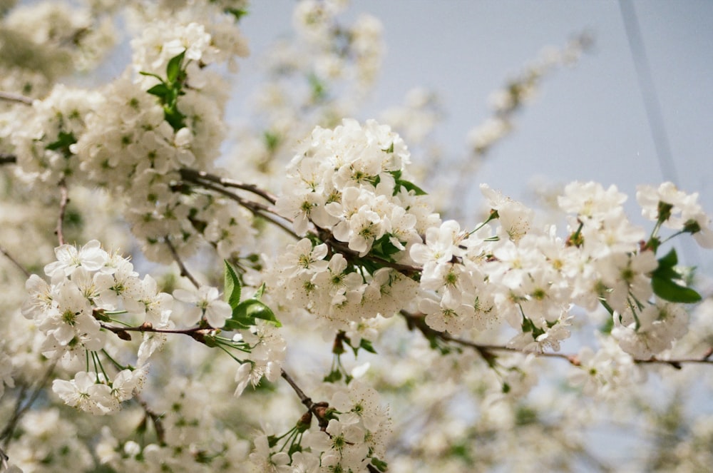 a branch of a tree with white flowers