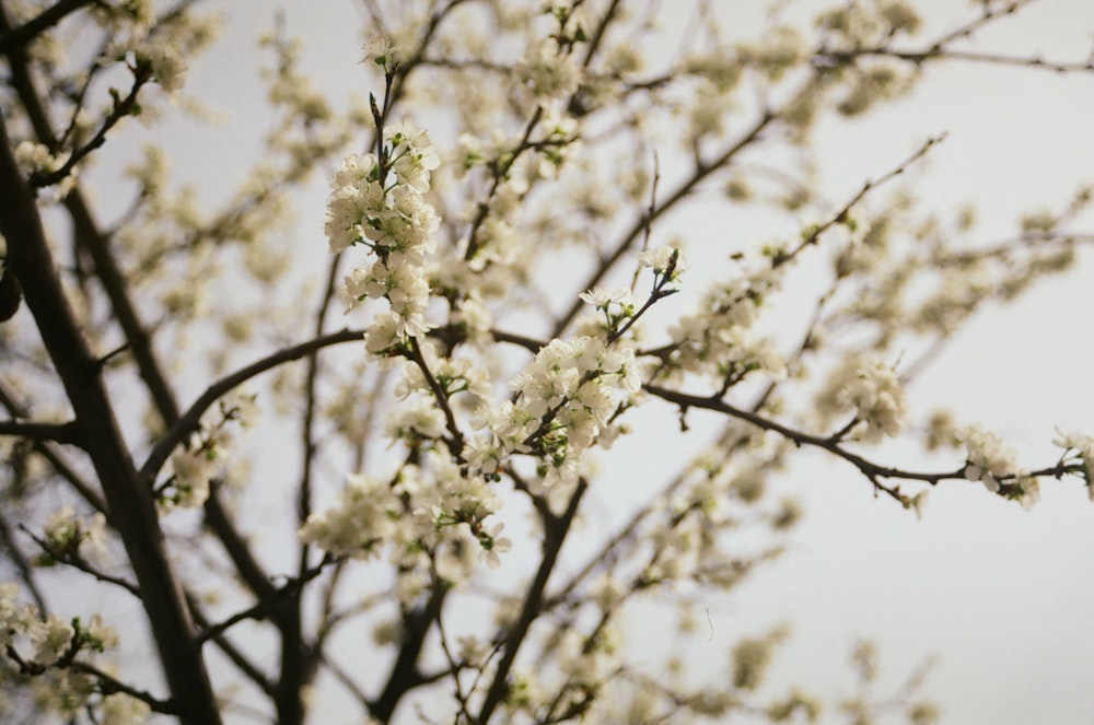 a branch of a tree with white flowers