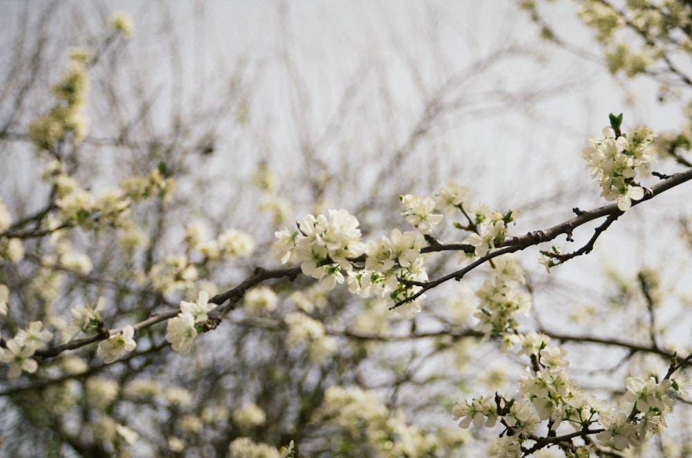 a branch of a tree with white flowers