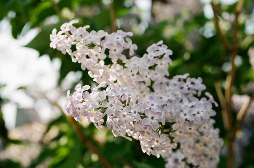 a close up of a bunch of white flowers