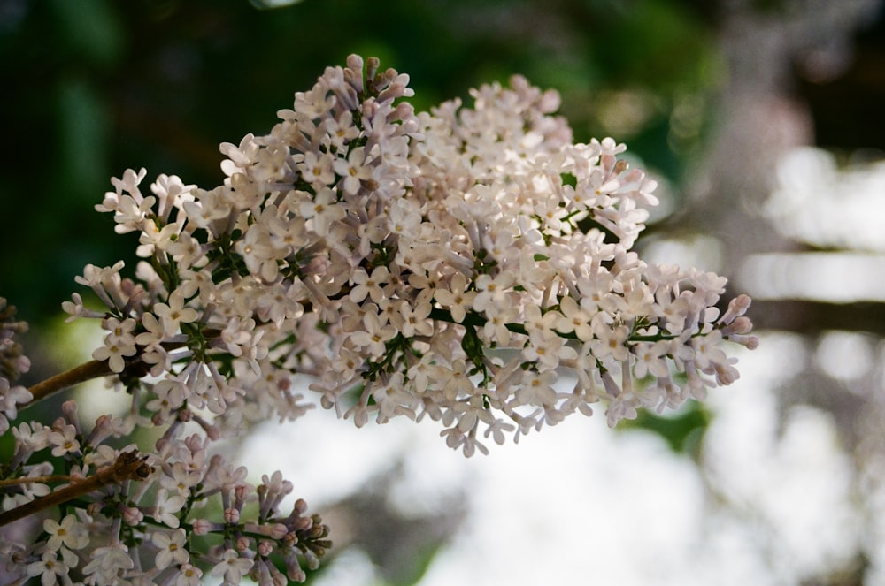 a close up of a bunch of white flowers