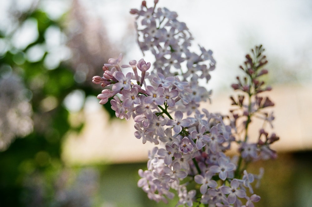 a close up of a bunch of flowers in a vase