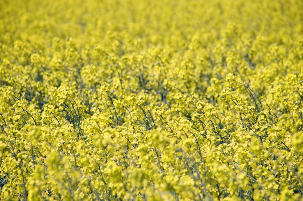 a large field of yellow flowers with green leaves