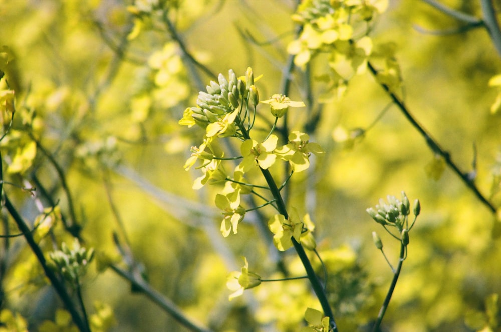 a close up of a plant with yellow flowers