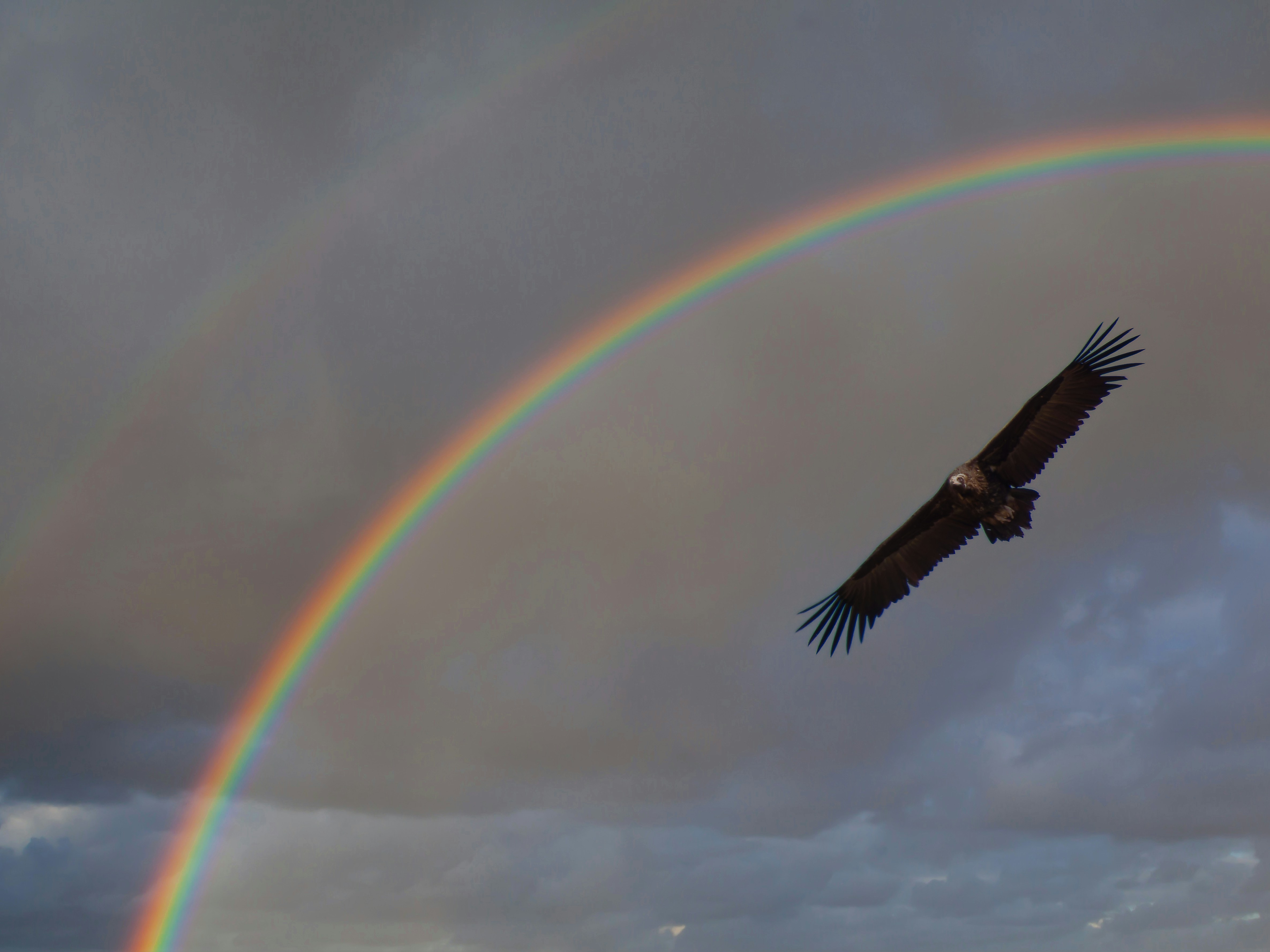 A bird flying under a rainbow in a cloudy sky photo – Free Flying Image ...