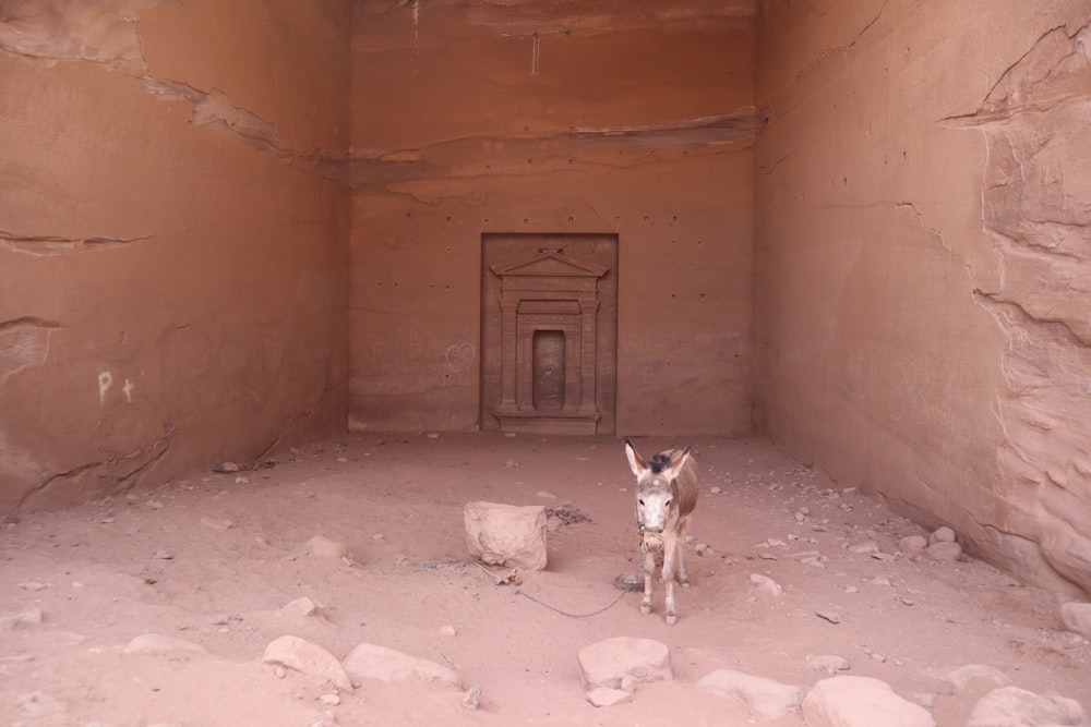 a small dog standing in a room with a door