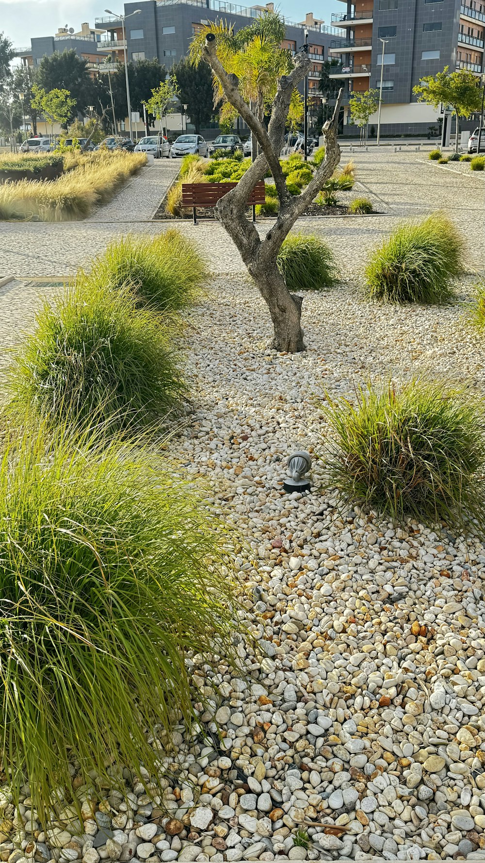 there is a small tree in the middle of a gravel area