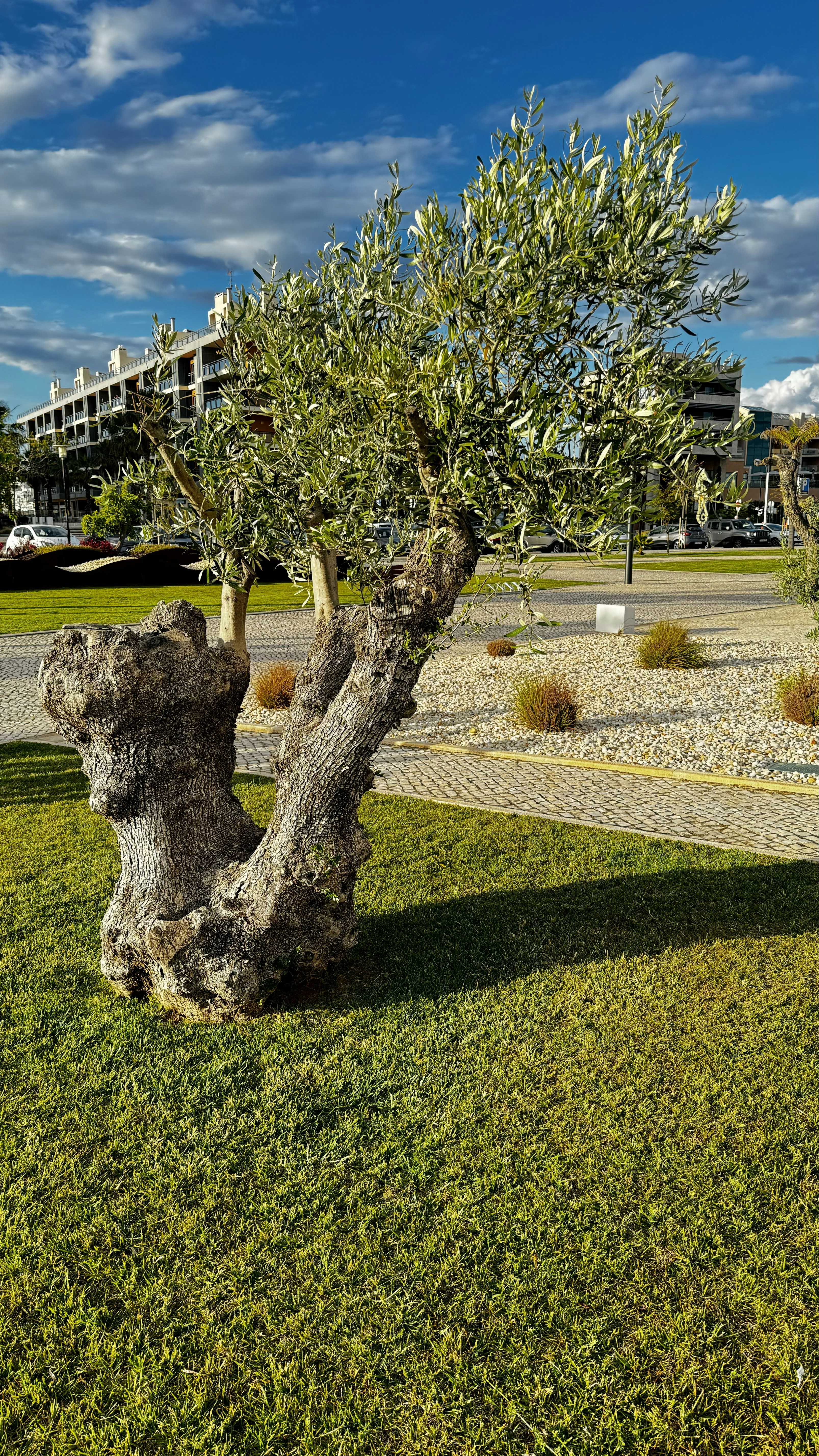an olive tree in the middle of a park